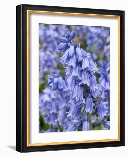 Bluebells (Hyacinthoides Hispanica)-Adrian Bicker-Framed Photographic Print