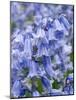 Bluebells (Hyacinthoides Hispanica)-Adrian Bicker-Mounted Photographic Print