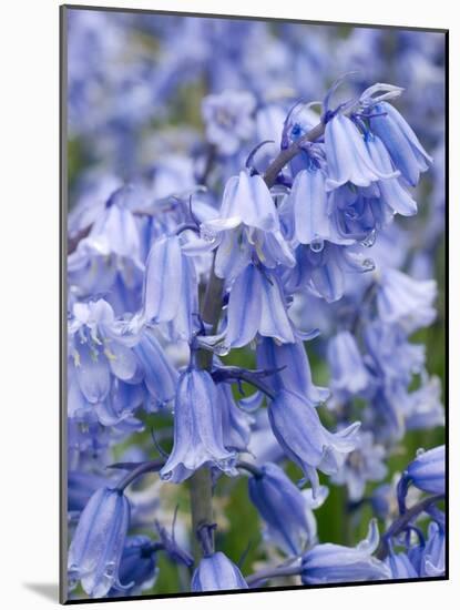 Bluebells (Hyacinthoides Hispanica)-Adrian Bicker-Mounted Photographic Print