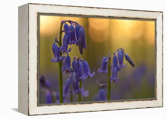 Bluebells (Hyacinthoides Non-Scripta - Endymion Non-Scriptum) in Flower, Hallerbos, Belgium-Biancarelli-Framed Premier Image Canvas