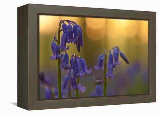 Bluebells (Hyacinthoides Non-Scripta - Endymion Non-Scriptum) in Flower, Hallerbos, Belgium-Biancarelli-Framed Premier Image Canvas