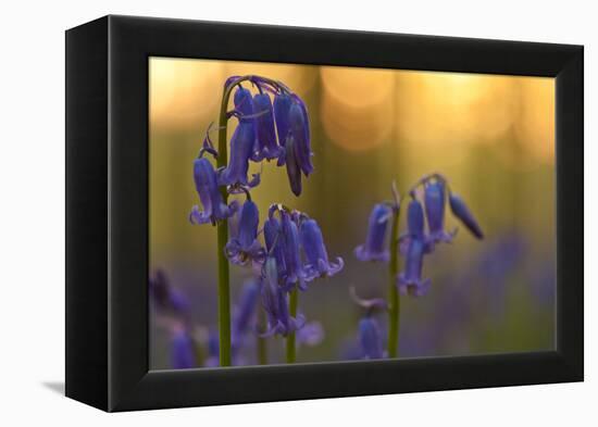 Bluebells (Hyacinthoides Non-Scripta - Endymion Non-Scriptum) in Flower, Hallerbos, Belgium-Biancarelli-Framed Premier Image Canvas