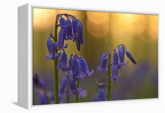 Bluebells (Hyacinthoides Non-Scripta - Endymion Non-Scriptum) in Flower, Hallerbos, Belgium-Biancarelli-Framed Premier Image Canvas