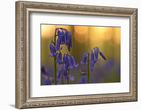 Bluebells (Hyacinthoides Non-Scripta - Endymion Non-Scriptum) in Flower, Hallerbos, Belgium-Biancarelli-Framed Photographic Print