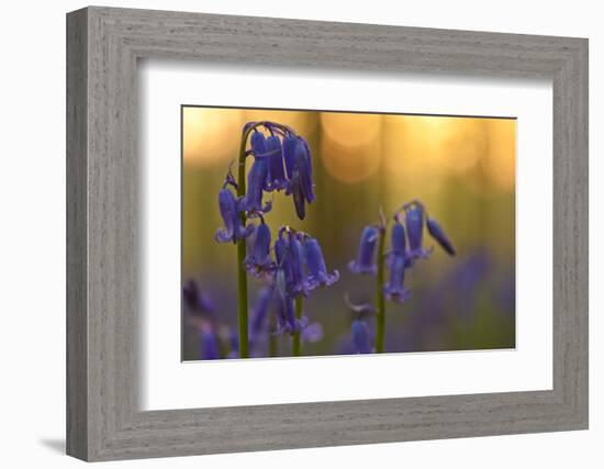 Bluebells (Hyacinthoides Non-Scripta - Endymion Non-Scriptum) in Flower, Hallerbos, Belgium-Biancarelli-Framed Photographic Print