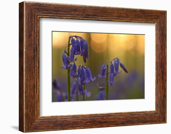 Bluebells (Hyacinthoides Non-Scripta - Endymion Non-Scriptum) in Flower, Hallerbos, Belgium-Biancarelli-Framed Photographic Print