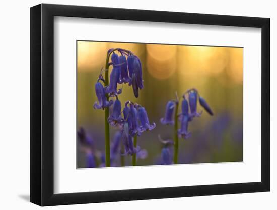 Bluebells (Hyacinthoides Non-Scripta - Endymion Non-Scriptum) in Flower, Hallerbos, Belgium-Biancarelli-Framed Photographic Print