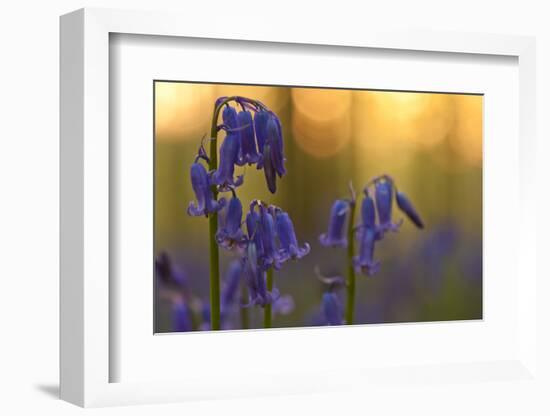 Bluebells (Hyacinthoides Non-Scripta - Endymion Non-Scriptum) in Flower, Hallerbos, Belgium-Biancarelli-Framed Photographic Print