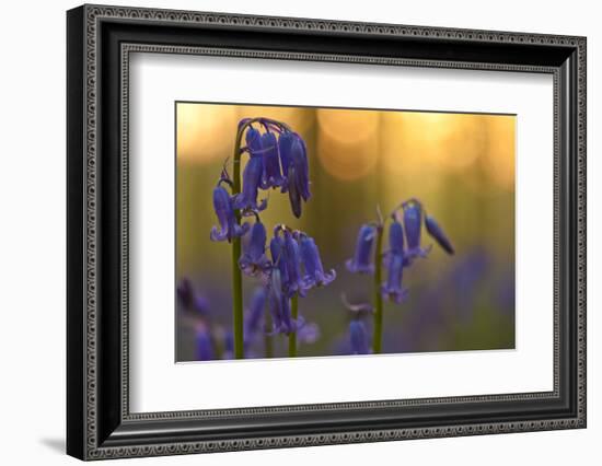 Bluebells (Hyacinthoides Non-Scripta - Endymion Non-Scriptum) in Flower, Hallerbos, Belgium-Biancarelli-Framed Photographic Print