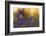 Bluebells (Hyacinthoides Non-Scripta - Endymion Non-Scriptum) in Flower, Hallerbos, Belgium-Biancarelli-Framed Photographic Print