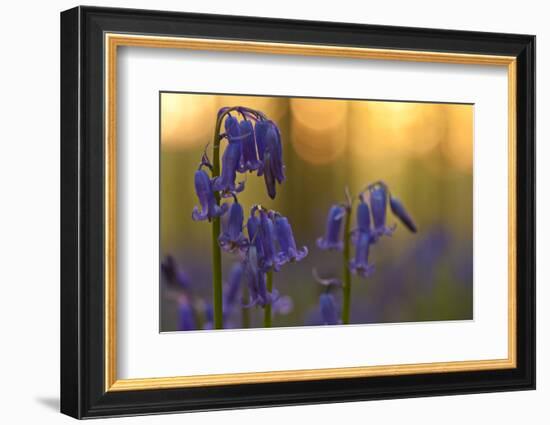 Bluebells (Hyacinthoides Non-Scripta - Endymion Non-Scriptum) in Flower, Hallerbos, Belgium-Biancarelli-Framed Photographic Print