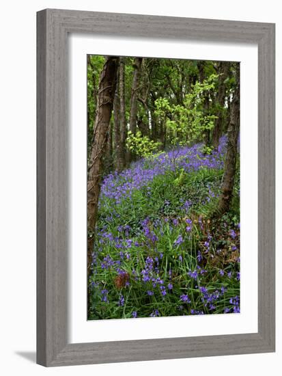 Bluebells (Hyacinthoides Non-scripta)-Dr. Keith Wheeler-Framed Photographic Print