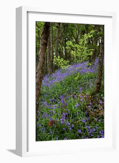 Bluebells (Hyacinthoides Non-scripta)-Dr. Keith Wheeler-Framed Photographic Print