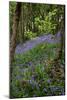 Bluebells (Hyacinthoides Non-scripta)-Dr. Keith Wheeler-Mounted Photographic Print