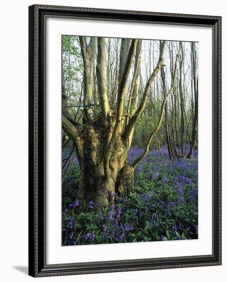 Bluebells (Hyacinthoides Non-sripta)-Bob Gibbons-Framed Photographic Print