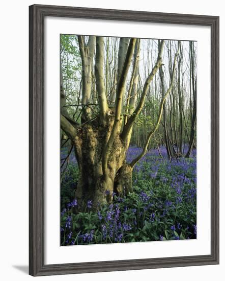 Bluebells (Hyacinthoides Non-sripta)-Bob Gibbons-Framed Photographic Print