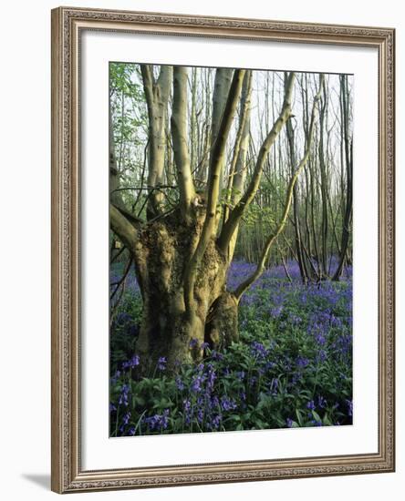 Bluebells (Hyacinthoides Non-sripta)-Bob Gibbons-Framed Photographic Print