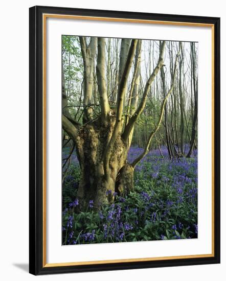 Bluebells (Hyacinthoides Non-sripta)-Bob Gibbons-Framed Photographic Print