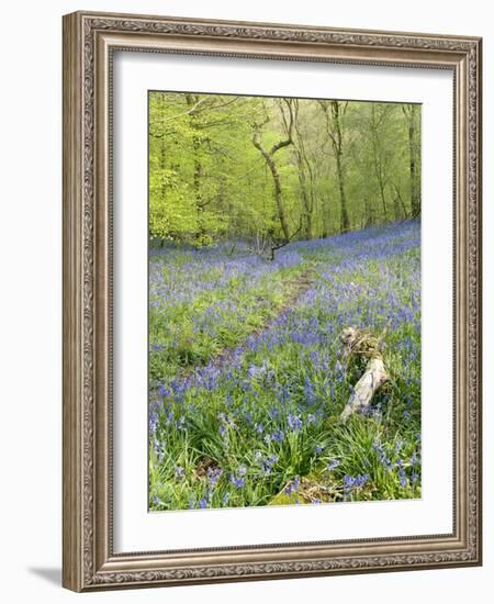 Bluebells (Hyacinthoides Sp.)-Adrian Bicker-Framed Photographic Print