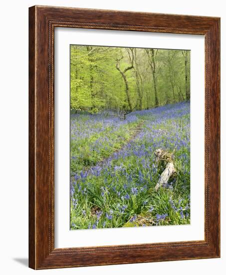 Bluebells (Hyacinthoides Sp.)-Adrian Bicker-Framed Photographic Print