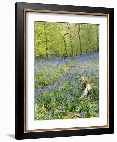 Bluebells (Hyacinthoides Sp.)-Adrian Bicker-Framed Photographic Print