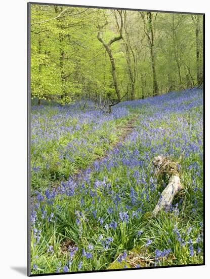 Bluebells (Hyacinthoides Sp.)-Adrian Bicker-Mounted Photographic Print