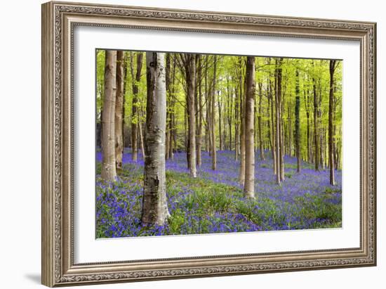 Bluebells (Hyacinthoides Sp.)-Jeremy Walker-Framed Photographic Print