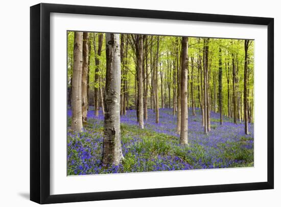 Bluebells (Hyacinthoides Sp.)-Jeremy Walker-Framed Photographic Print