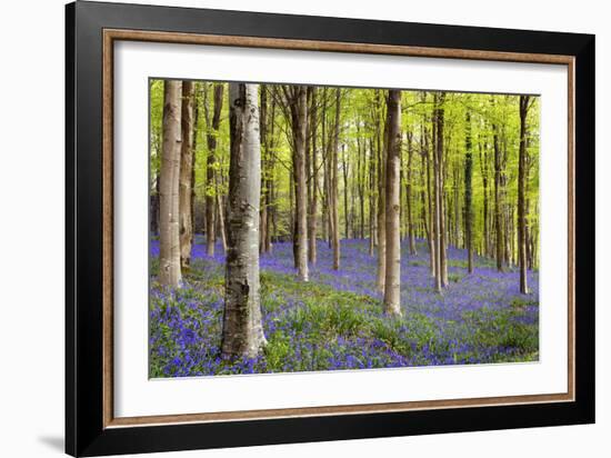 Bluebells (Hyacinthoides Sp.)-Jeremy Walker-Framed Photographic Print