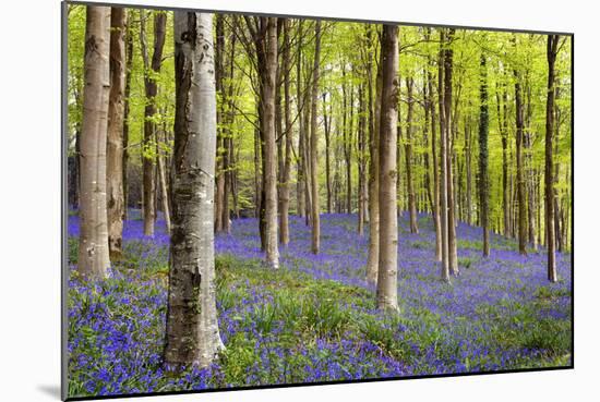 Bluebells (Hyacinthoides Sp.)-Jeremy Walker-Mounted Photographic Print