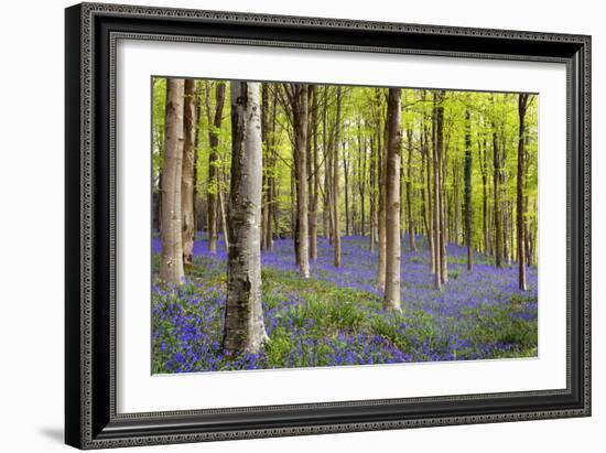 Bluebells (Hyacinthoides Sp.)-Jeremy Walker-Framed Photographic Print