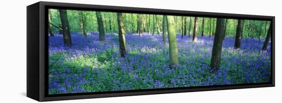 Bluebells in a Forest, Charfield, Gloucestershire, England-null-Framed Premier Image Canvas