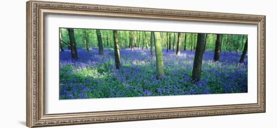 Bluebells in a Forest, Charfield, Gloucestershire, England-null-Framed Photographic Print