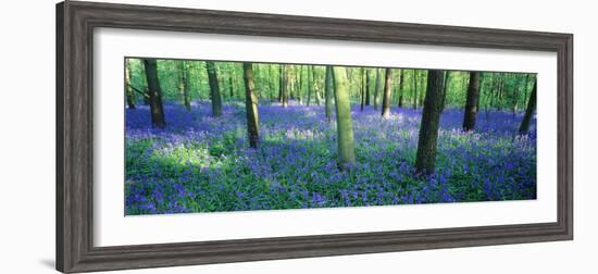 Bluebells in a Forest, Charfield, Gloucestershire, England-null-Framed Photographic Print