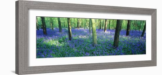 Bluebells in a Forest, Charfield, Gloucestershire, England-null-Framed Photographic Print