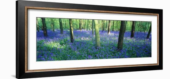 Bluebells in a Forest, Charfield, Gloucestershire, England-null-Framed Photographic Print