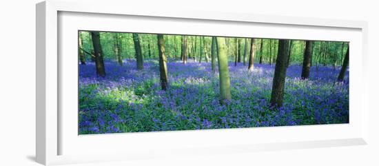 Bluebells in a Forest, Charfield, Gloucestershire, England-null-Framed Photographic Print