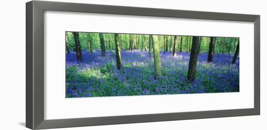 Bluebells in a Forest, Charfield, Gloucestershire, England-null-Framed Photographic Print