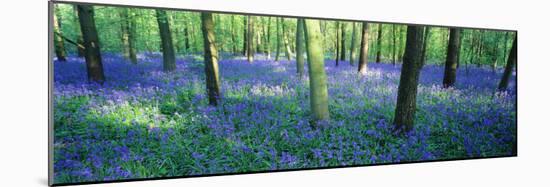 Bluebells in a Forest, Charfield, Gloucestershire, England-null-Mounted Photographic Print