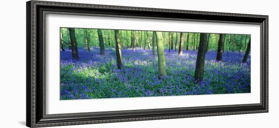 Bluebells in a Forest, Charfield, Gloucestershire, England-null-Framed Photographic Print