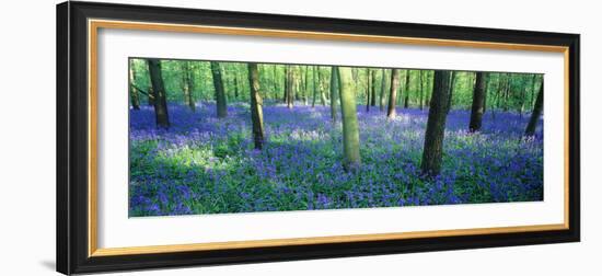 Bluebells in a Forest, Charfield, Gloucestershire, England-null-Framed Photographic Print