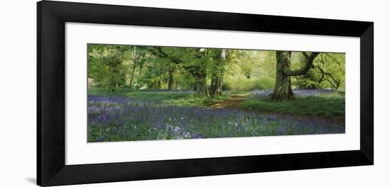 Bluebells in a Forest, Thorp Perrow Arboretum, North Yorkshire, England-null-Framed Photographic Print