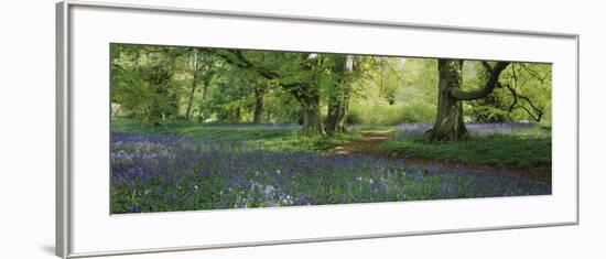 Bluebells in a Forest, Thorp Perrow Arboretum, North Yorkshire, England-null-Framed Photographic Print