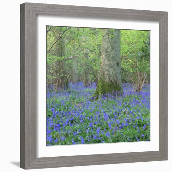 Bluebells in a Wood in England, United Kingdom, Europe-John Miller-Framed Photographic Print