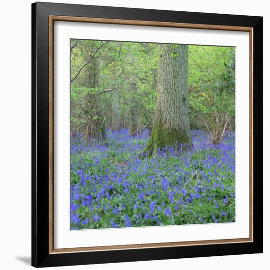 Bluebells in a Wood in England, United Kingdom, Europe-John Miller-Framed Photographic Print