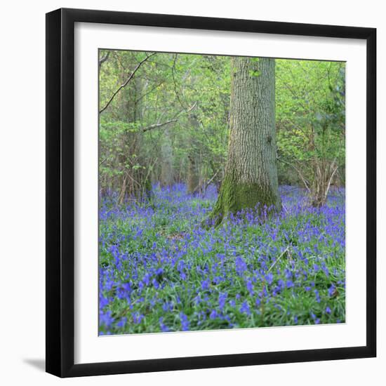 Bluebells in a Wood in England, United Kingdom, Europe-John Miller-Framed Photographic Print