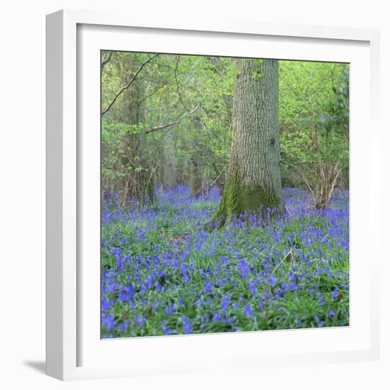 Bluebells in a Wood in England, United Kingdom, Europe-John Miller-Framed Photographic Print