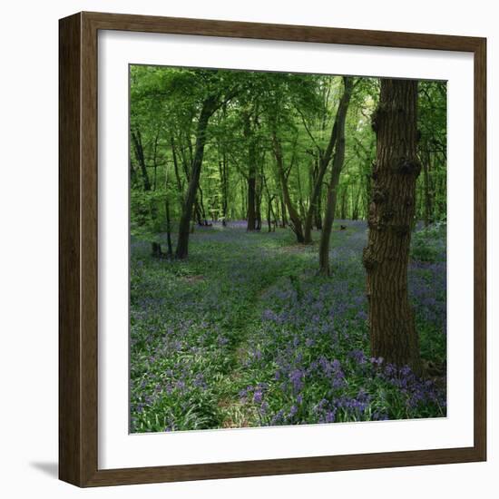 Bluebells in an Ancient Wood in Spring Time in the Essex Countryside, England, United Kingdom-Jeremy Bright-Framed Photographic Print