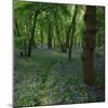Bluebells in an Ancient Wood in Spring Time in the Essex Countryside, England, United Kingdom-Jeremy Bright-Mounted Photographic Print