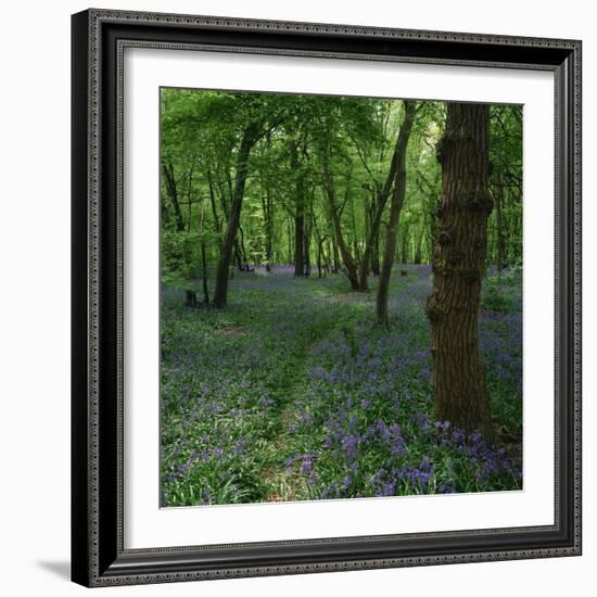 Bluebells in an Ancient Wood in Spring Time in the Essex Countryside, England, United Kingdom-Jeremy Bright-Framed Photographic Print